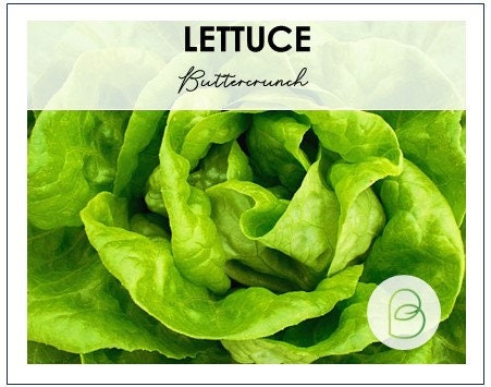 Buttercrunch Lettuce Seeds 1.5g (~750 seeds) ORGANIC, Heirloom Seeds - Open Pollinated, Non GMO, Heirloom Seeds, Lettuce Seeds, Vegetable