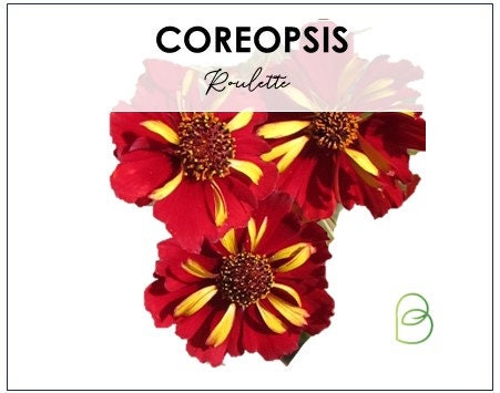 Coreopsis Roulette
