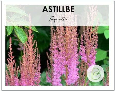 Astilbe Taquetti