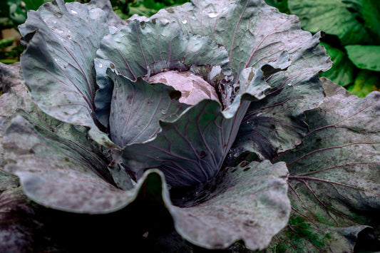 Super Red Cabbage Seeds, 25 Seeds, Heirloom Seeds, Vegetable Seeds, Culinary Herb Seeds, Open Pollinated, Non-GMO, Ornamental Cabbage