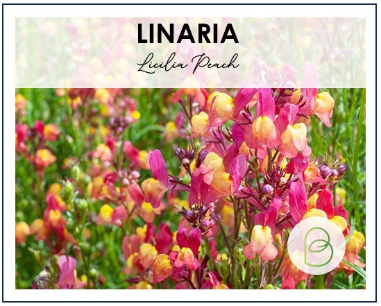 Linaria Licilia Peach