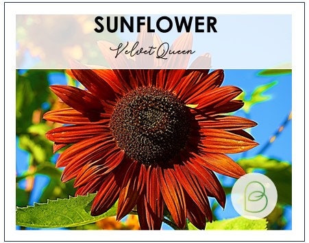 Sunflower Velvet Queen