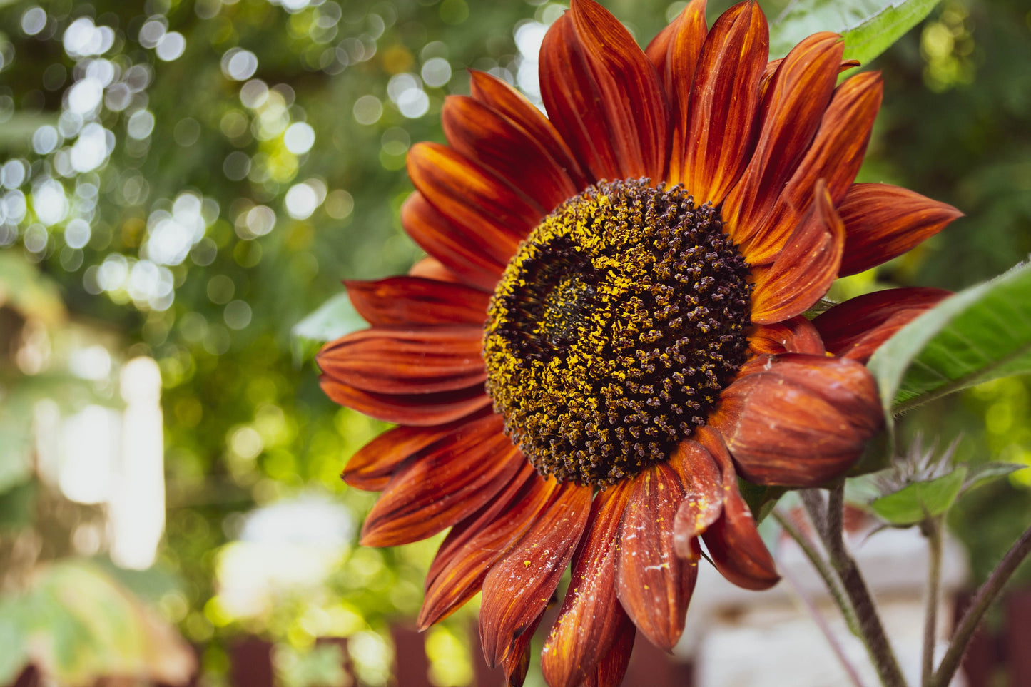 Sunflower Velvet Queen