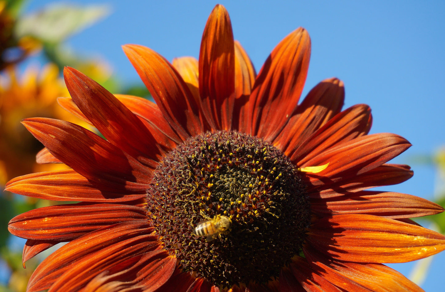 Sunflower Velvet Queen