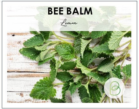 Lemon Balm