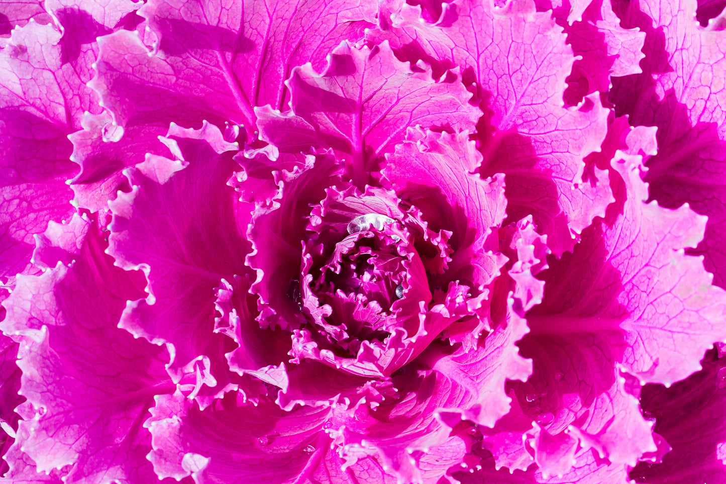 Cabbage Osaka Mix