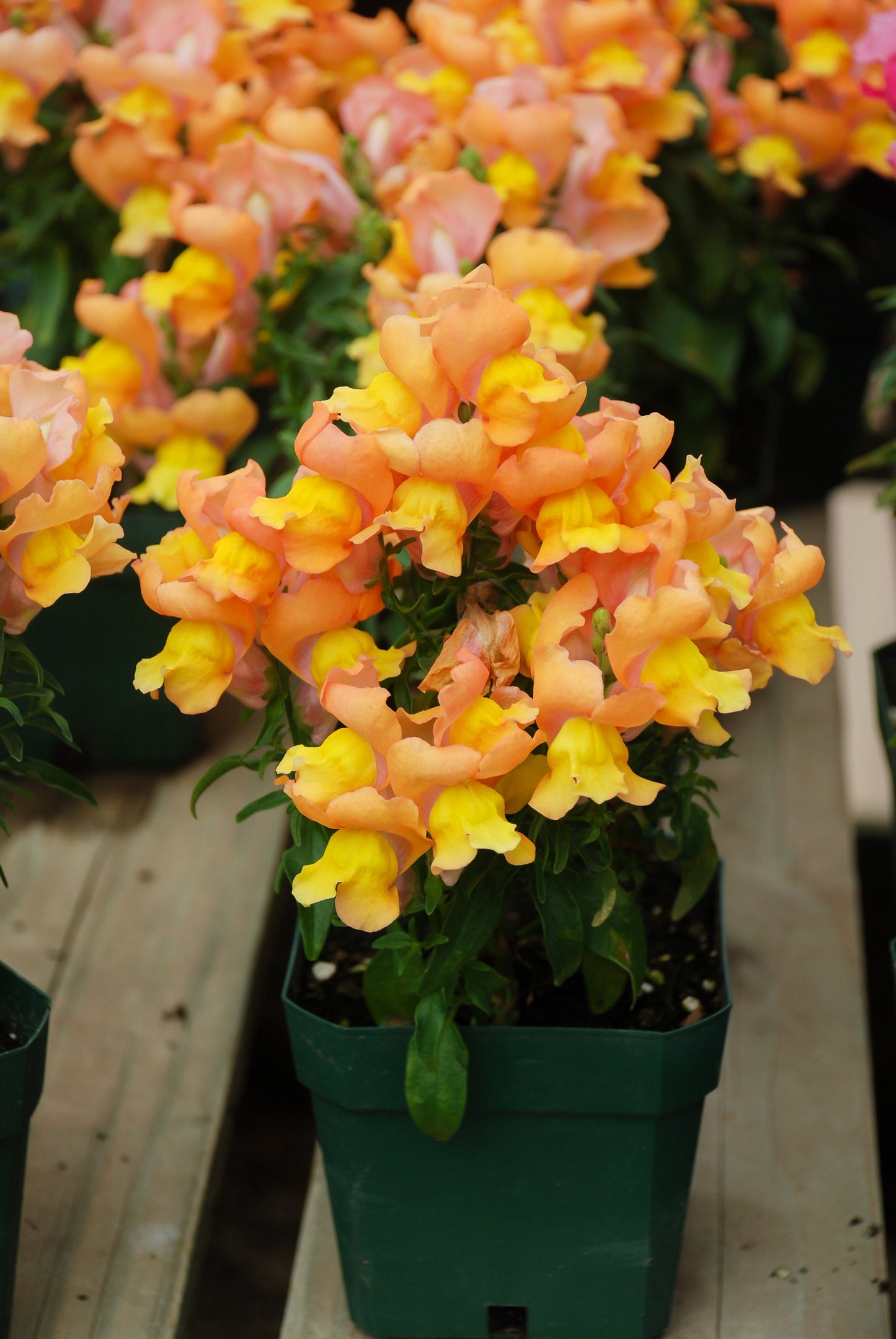 Snapdragon Twilight Mix 25+ Seeds