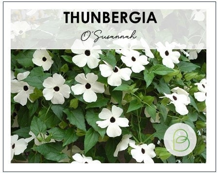 Thunbergia O'Susannah Alba