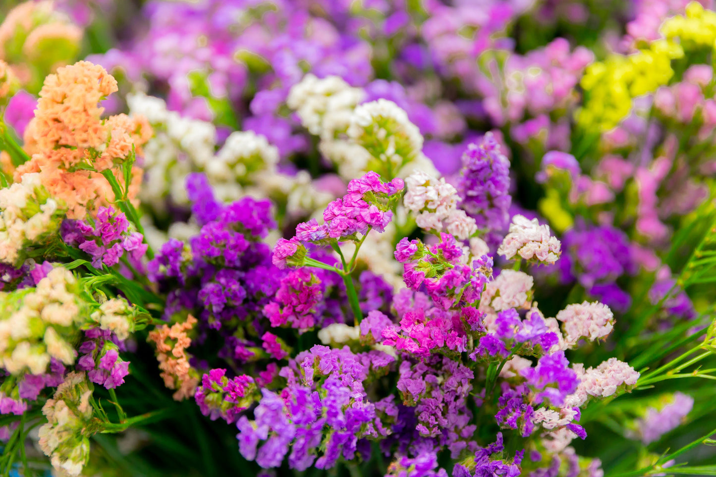 Statice Petite Bouquet Mix