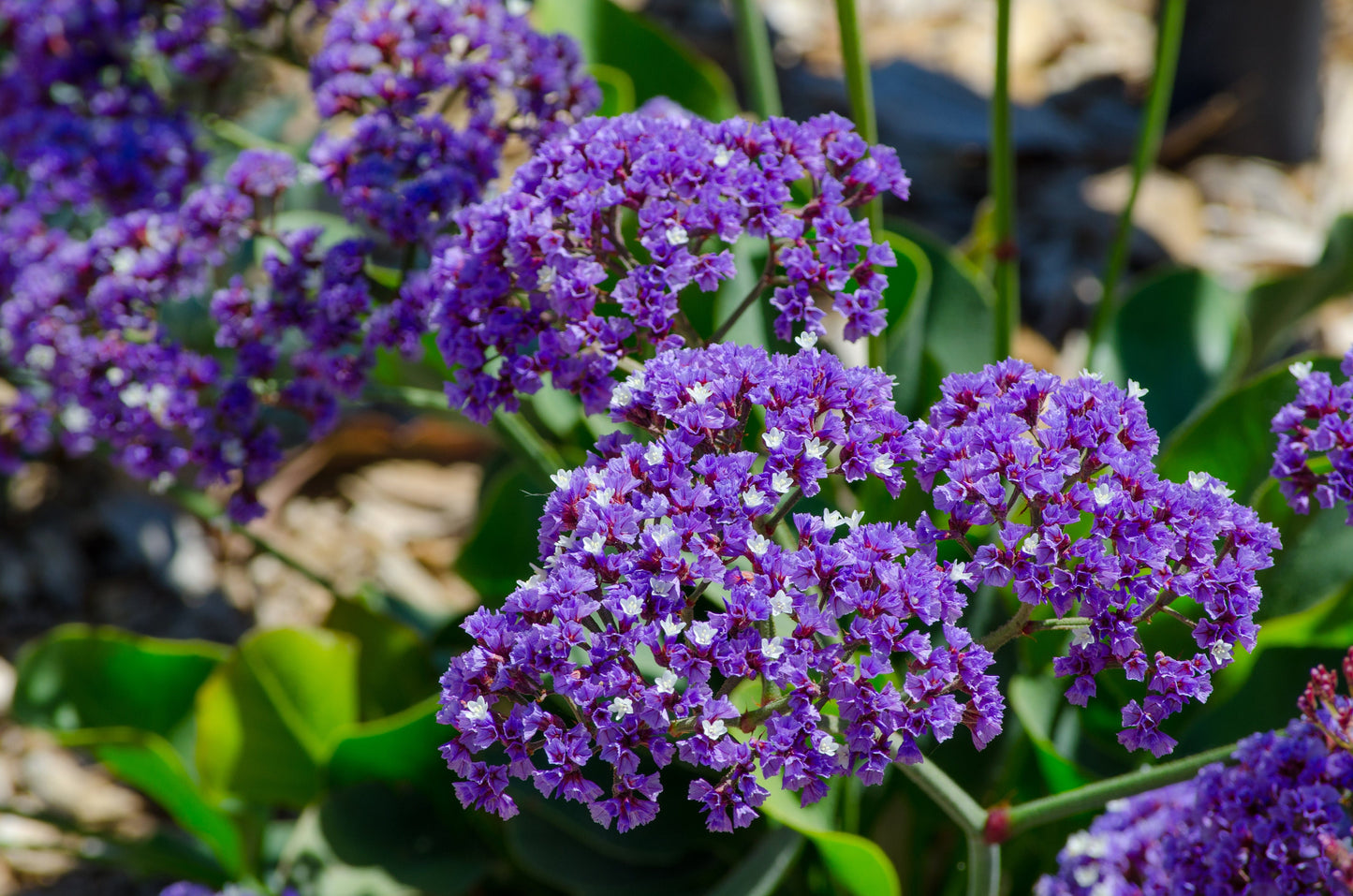 Statice Petite Bouquet Mix