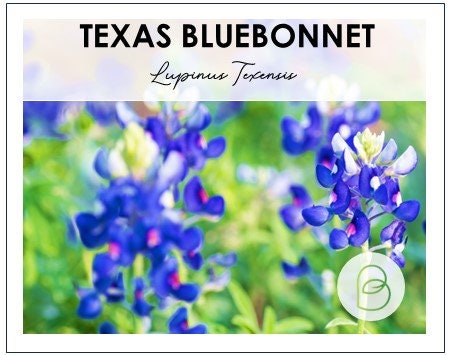 Texas Bluebonnet