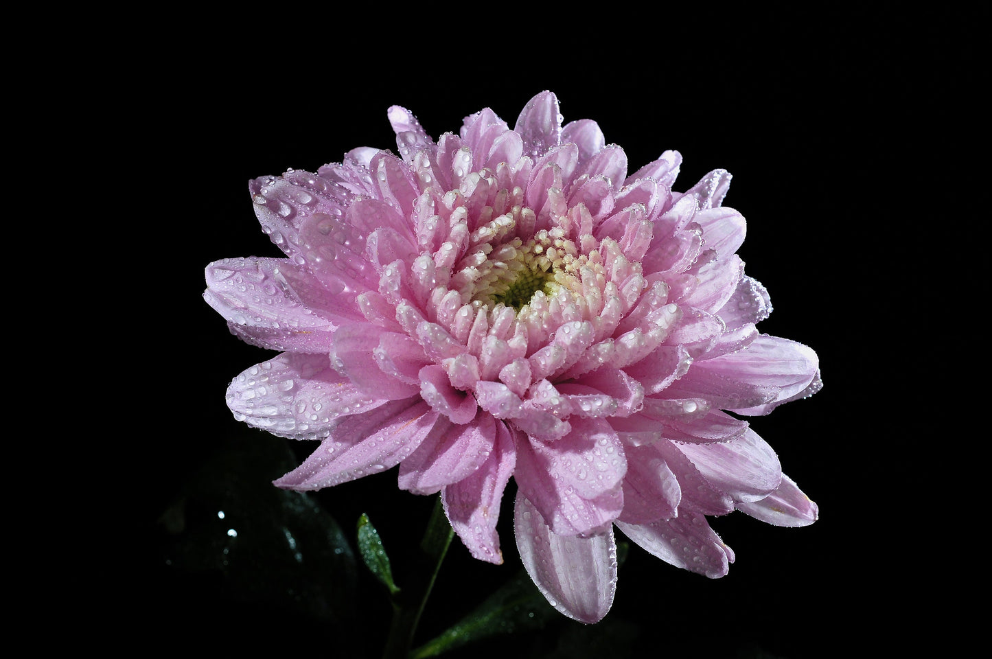 Aster Gremlin Light Rose