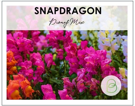 Snapdragon Dwarf Mix