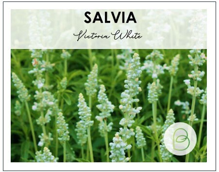 Salvia Victoria White