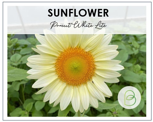 Sunflower Procut White Lite