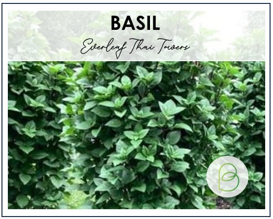 Basil Everleaf Thai Towers 25 Seeds