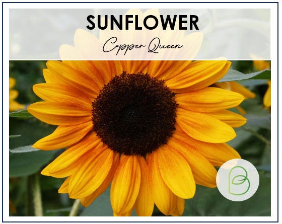Sunflower Copper Queen