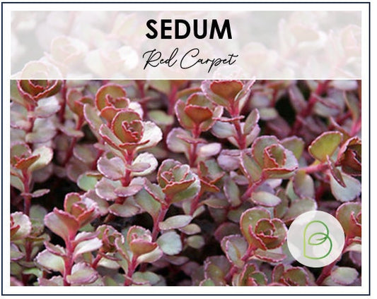 Sedum Red Carpet