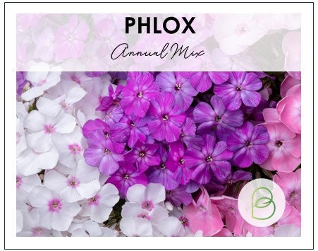 Annual Phlox Mix Drummond