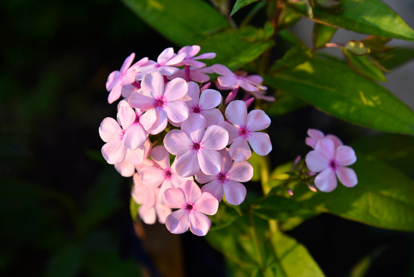 Annual Phlox Mix Drummond