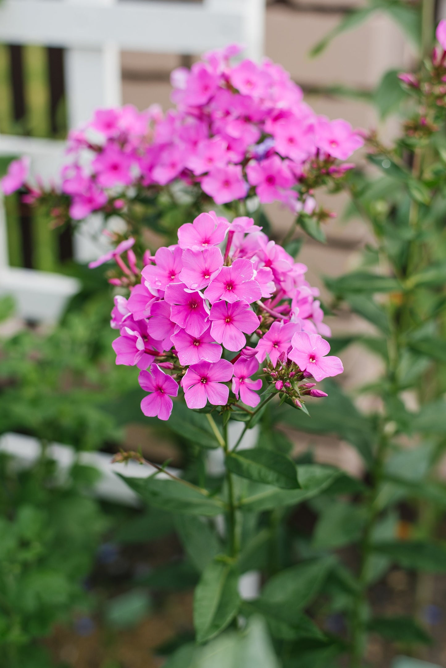Annual Phlox Mix Drummond