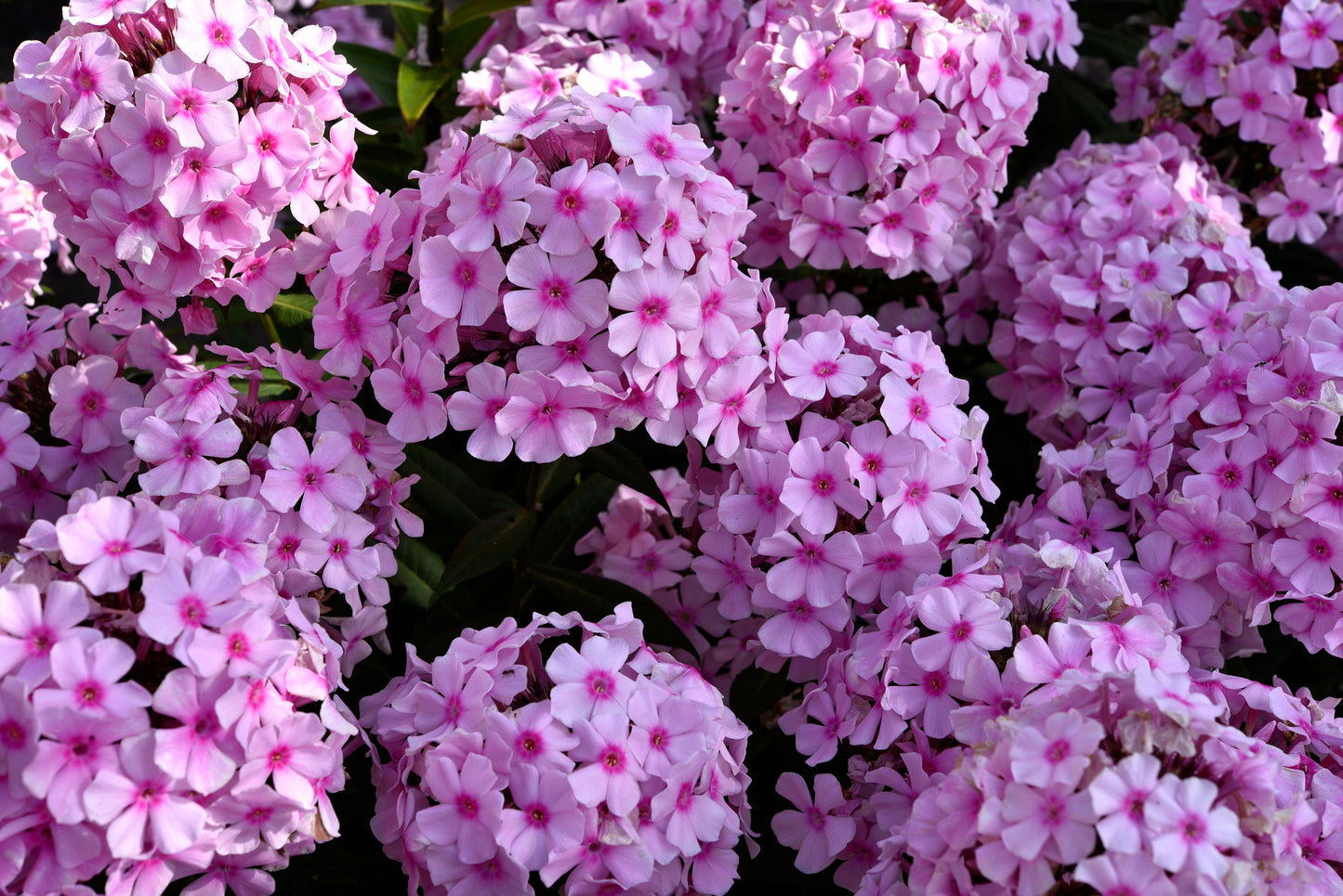 Annual Phlox Mix Drummond