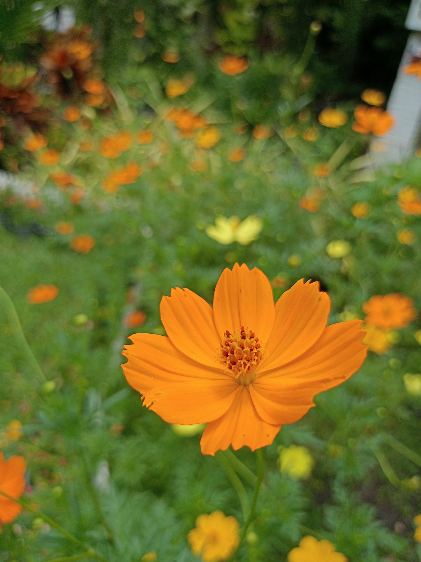 Cosmos Dwarf Orange Sulfur