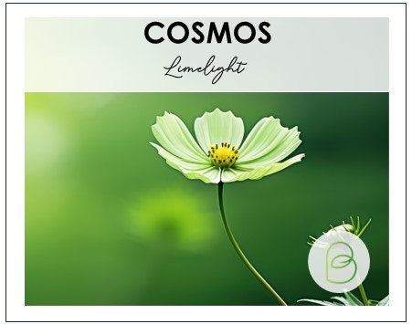 Cosmos Limelight