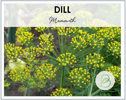 Dill Long Island Mammoth