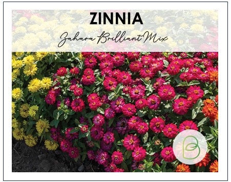 Zinnia Zahara™ Billiant Mix