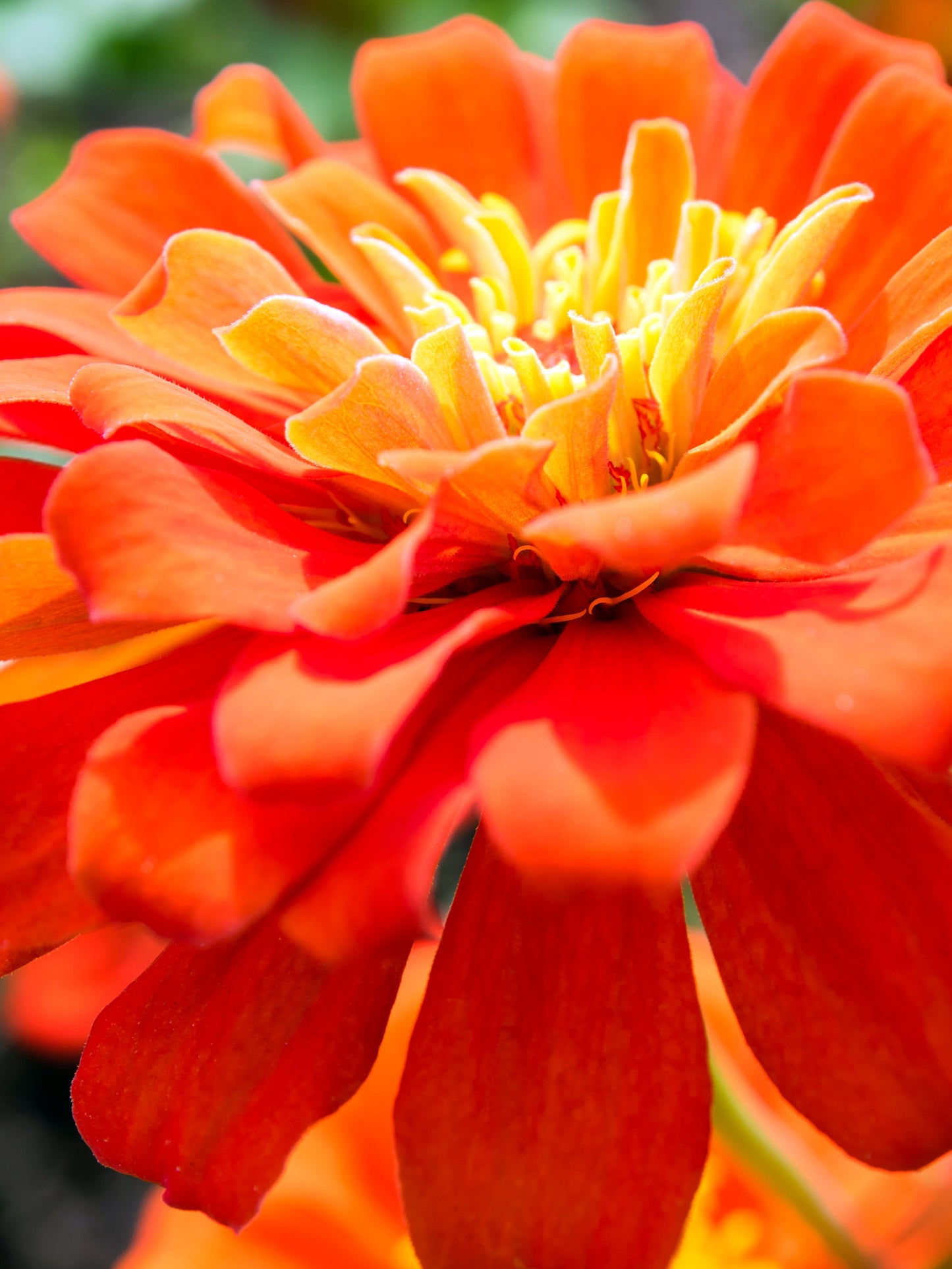 Zinna Zahara™ Double Fire