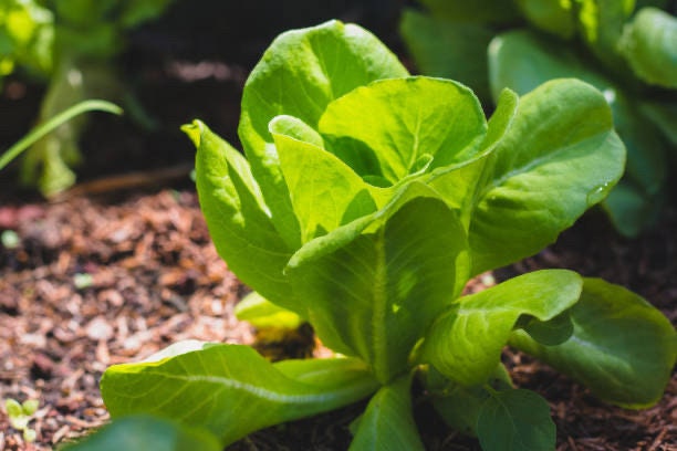 Buttercrunch Lettuce Seeds 1.5g (~750 seeds) ORGANIC, Heirloom Seeds - Open Pollinated, Non GMO, Heirloom Seeds, Lettuce Seeds, Vegetable