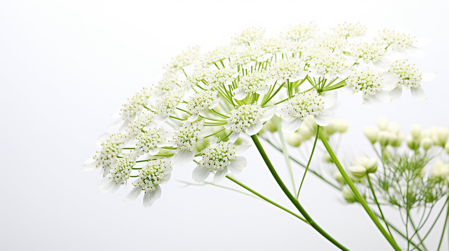 Ammi Majus White Dill