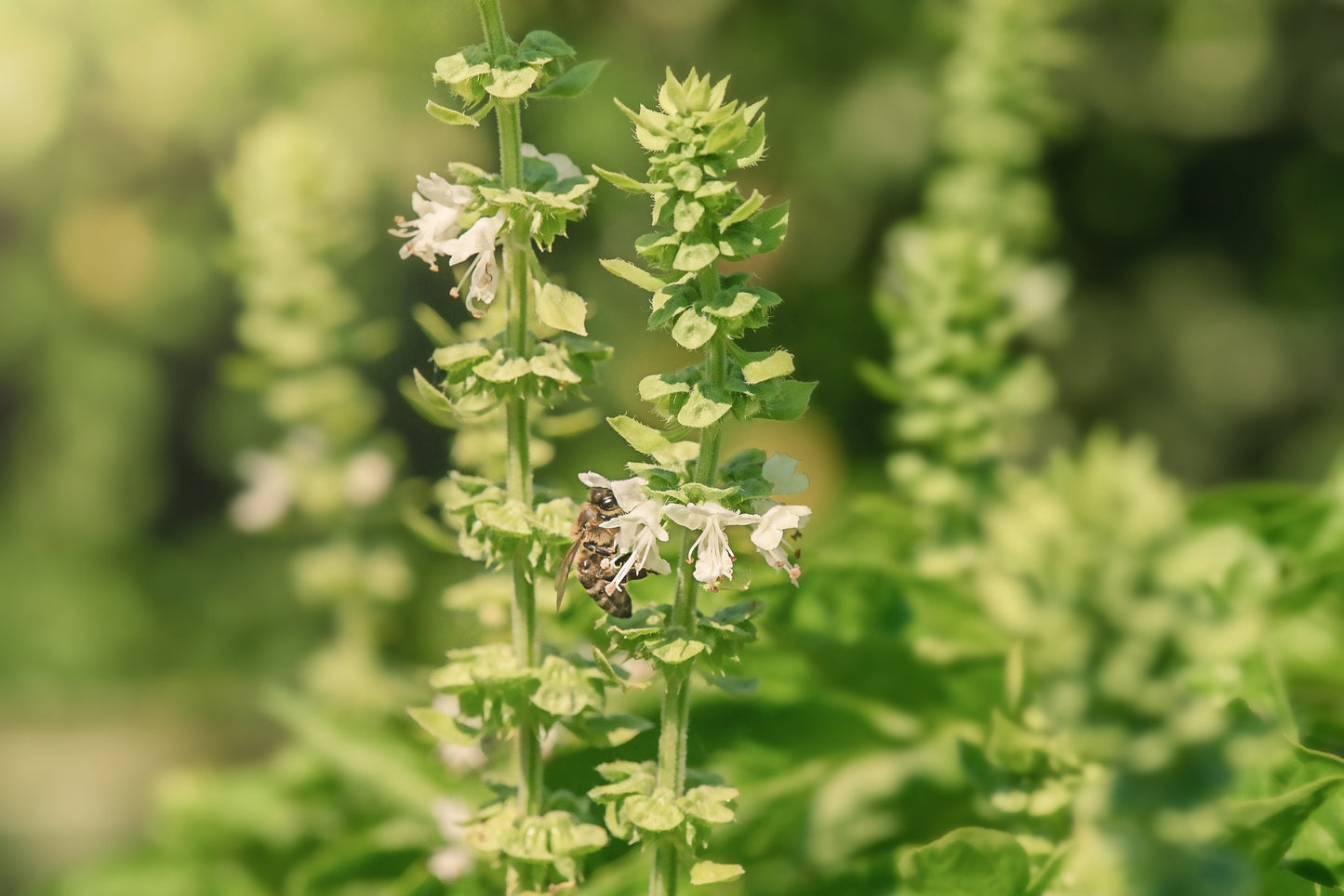 Catnip
