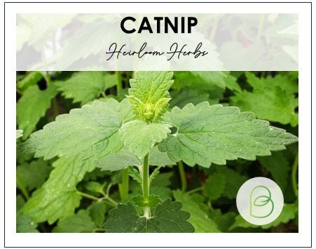 Catnip