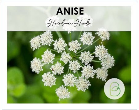 Ammi Majus White Dill