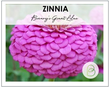 Zinnia Benarys Giant Lilac