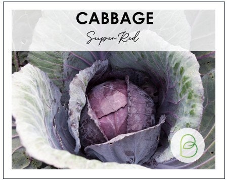 Cabbage Super Red