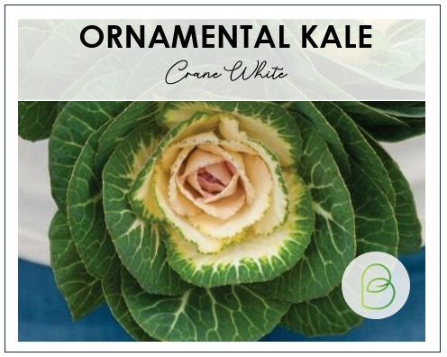 Crane White Flowering Ornamental Kale Seeds
