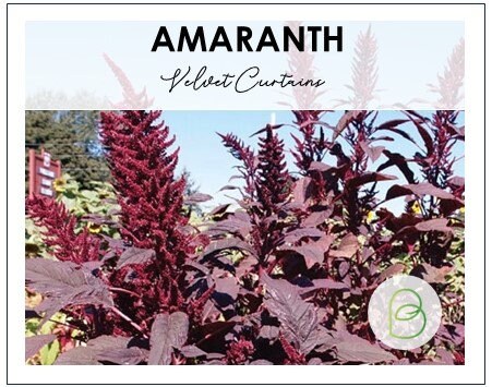 Amaranth Velvet Curtains