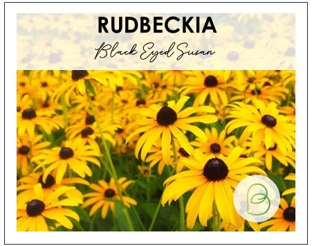 Rudbeckia (Black-Eyed Susan)