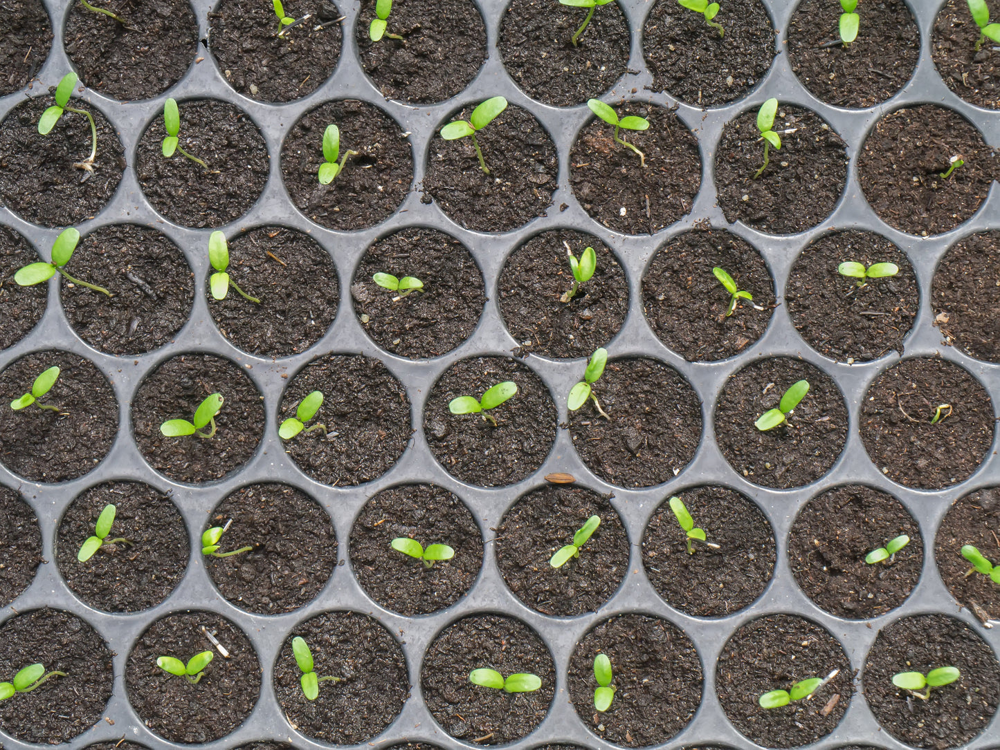 Zinnia Zinderella Yellow
