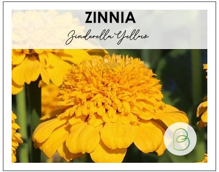 Zinnia Zinderella Yellow