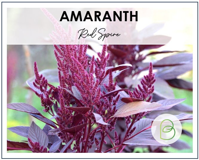 Amaranth Red Spike