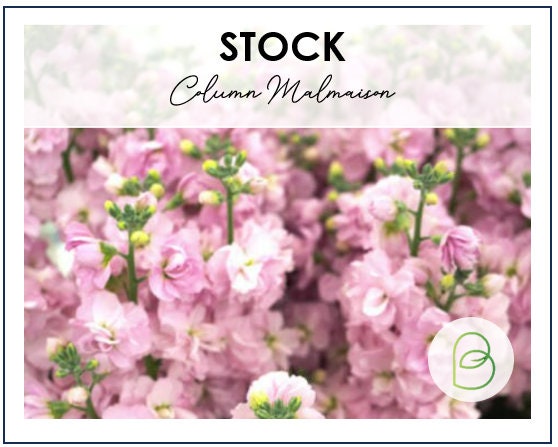 Stock Column Malmaison