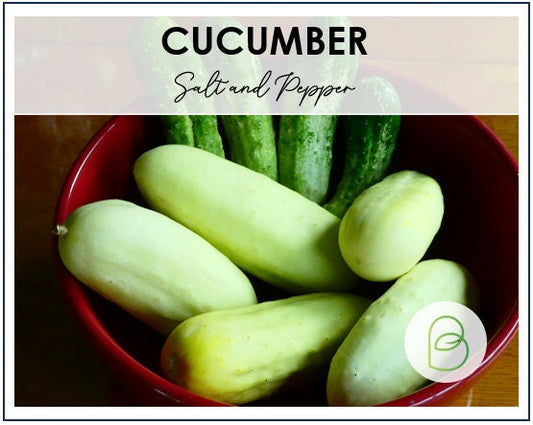 Cucumber Salt and Pepper Organic