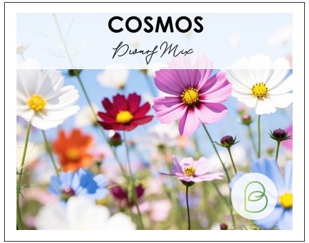 Cosmos Dwarf Mix