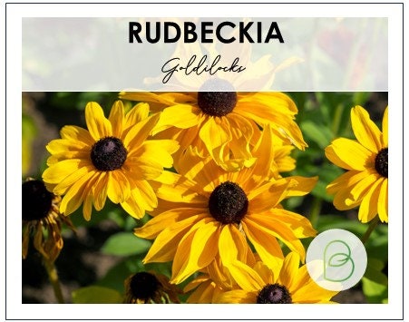 Rudbeckia Goldilocks