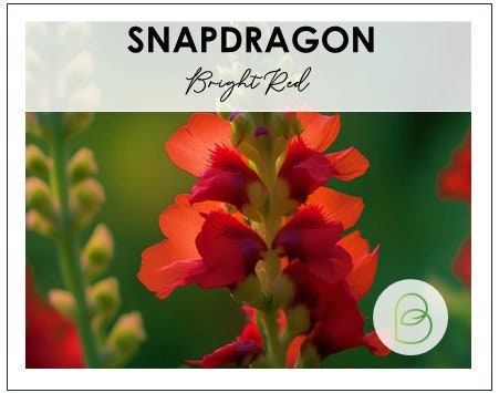 Snapdragon Bright Red