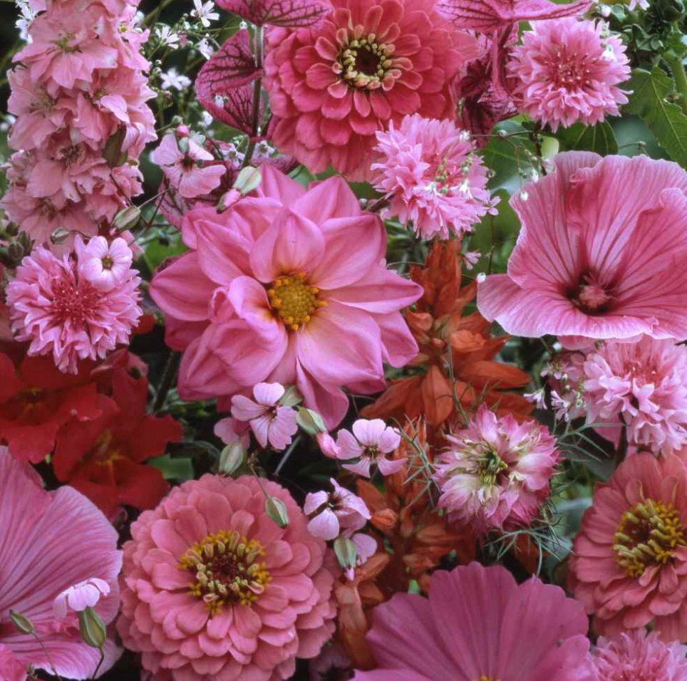 Pink Annual Wildflower Seed Mix, 0.1 oz, Pollinator Garden Mix